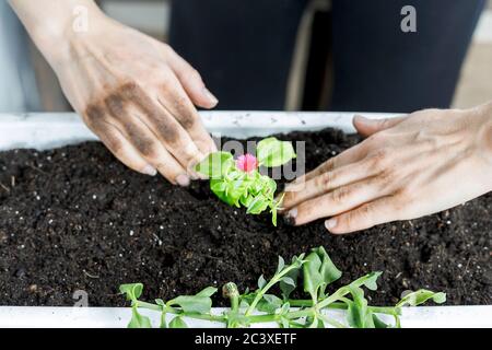 Vue de dessus des mains de femmes mettant bébé aptenia cordifolia avec fleur rose dans pot blanc rectangulaire de fleur. Potage de plantes de rose de soleil, jardinage à la maison Banque D'Images