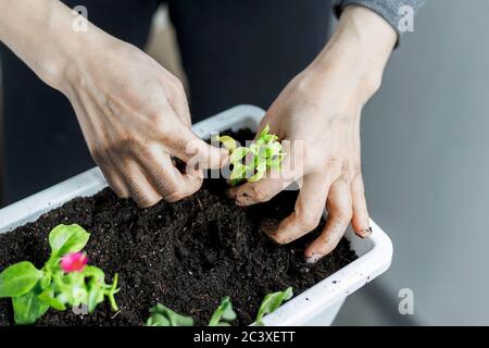 Gros plan des mains de la femme mettant bébé aptenia cordifolia avec des racines dans pot blanc rectangulaire de fleur. Sun rose plante potage, maison jardinage idée Banque D'Images