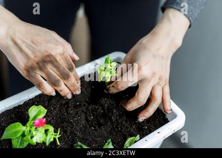 Vue de dessus des mains de femmes mettant bébé aptenia cordifolia avec des racines dans pot blanc rectangulaire de fleur. Potage de plantes de rose de soleil, jardinage à la maison, backgroun Banque D'Images