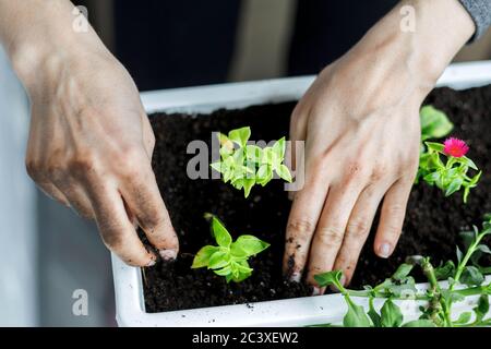 Empotage de plantes de bébé aptenia cordifolia dans pot blanc rectangulaire de fleur. Potage de plantes de rose solaire, vue rapprochée, vue de dessus Banque D'Images