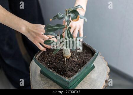 Adenium obesum rempotage dans pot de fleur vert pour le concept de conception bonsaï. Rose du désert Banque D'Images