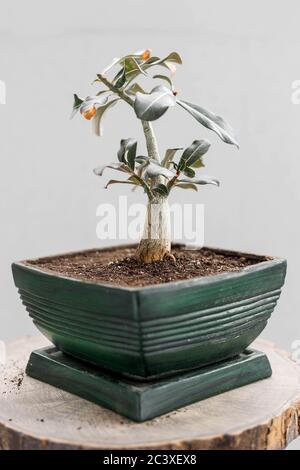 adenium obesum repoté en pot de fleur vert pour le concept de conception bonsaï. Rempotage de la petite roseraie du désert Banque D'Images