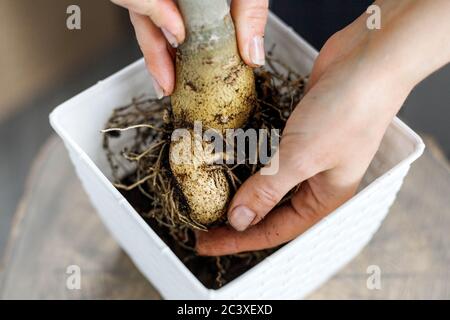 Mains tenant les racines d'adenium obesum et caudex avant de potter dans le pot de fleur blanche. En gros plan, remise en pot de la rose du désert Banque D'Images