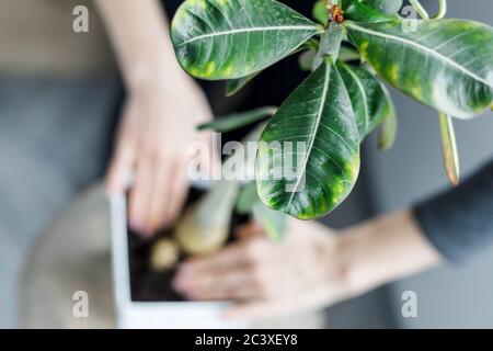 Gros plan de l'adenium obesum potage dans pot de fleur blanche. Remise en pot de la rose du désert Banque D'Images