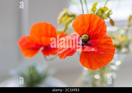 Deux fleurs de pavot rouge vif isolées sur un fond flou. Gros plan, rétroéclairé, macro. Idée de papier peint, carte postale, carte de vœux, décor, affiche Banque D'Images