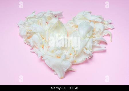 Gros plan de pétales de pivoine blancs en forme de cœur isolé sur fond rose. Symbole de l'amour. Flat lay, vue de dessus. Idée pour la décoration, le papier peint, l'affiche Banque D'Images