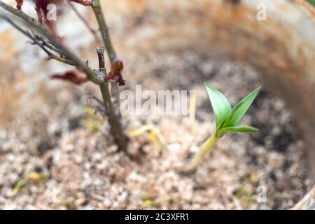 Rose buisson et vert sprout croissant dans le pot de fleur. Heure de printemps. Banque D'Images