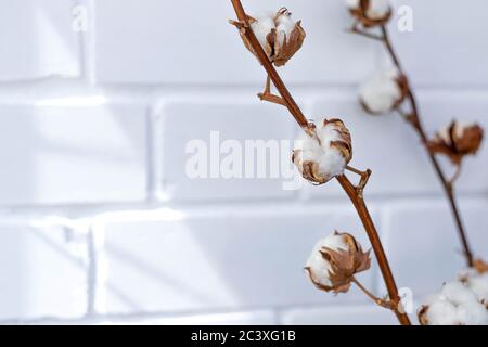 Gros plan de fleurs de coton sur deux branches séchées sur le fond de mur de brique blanche. Espace de copie, gros plan, fond floral Banque D'Images