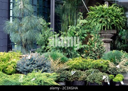 Jardin de conifères Mijxed, Banque D'Images