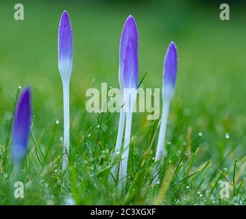 Crocus dans la rosée du matin tôt le printemps Banque D'Images