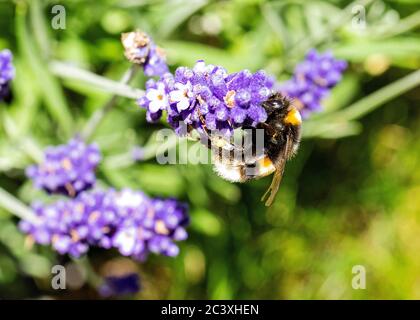 Bumble Bee sur la lavande Banque D'Images