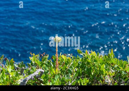Plantes sauvages méditerranéennes, avec la mer Méditerranée en arrière-plan. Arrière-plan non focalisé Banque D'Images