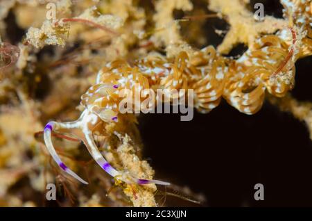 Limace de mer ou nudibranch, Pteraeolidia semperi, Détroit de Lembeh, au nord de Sulawesi, Indonésie, Pacifique Banque D'Images