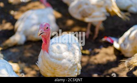 Élevage de dindes sur une ferme. Portrait de dinde blanche marchant dans un enclos. Troupeau de dindes marchant dans le paddock sur la ferme. Pâturage a élevé la turquie sur une ferme. Banque D'Images