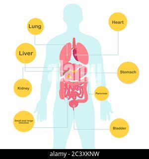 Corps et organes humains avec description dans l'image vectorielle Illustration de Vecteur