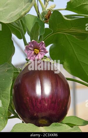 Aubergine sur le terrain Banque D'Images