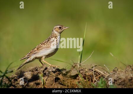 Lark du bois - Lullula arborea oiseau à cragoût brun sur la prairie (pâturages), le genre de larche Lullula, trouvé dans la plupart de l'Europe, le Moyen-Orient, l'Asie occidentale Banque D'Images