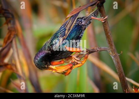 Étourneau sansonnet - Sturnus vulgaris la pollinisation des fleurs de l'Australie. Oiseaux européens introduits en Australie, Nouvelle-Zélande, Amérique du Sud, de l'Amer Banque D'Images