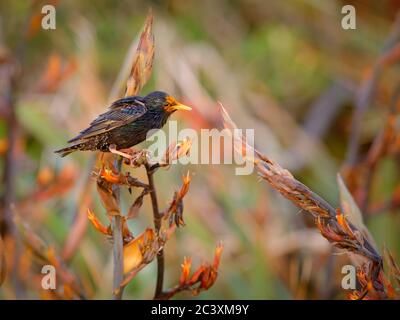 Étourneau sansonnet - Sturnus vulgaris la pollinisation des fleurs de l'Australie. Oiseaux européens introduits en Australie, Nouvelle-Zélande, Amérique du Sud, de l'Amer Banque D'Images