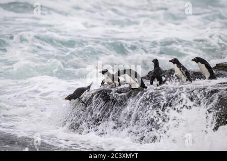 Pingouin de la rockhopper (Eudyptes chrysocome) , Île de Saunders, West Falkland, îles Falkland Banque D'Images