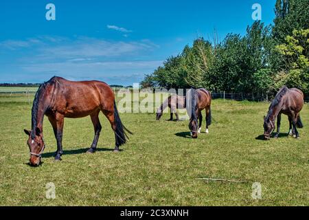 Les chevaux se broutent dans un pré dans un corral par temps ensoleillé Banque D'Images