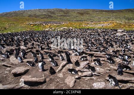 Colonie de reproduction des pingouins de la rockhopper (Eudyptes chrysocome), île de Saunders, West Falkland, îles Falkland Banque D'Images