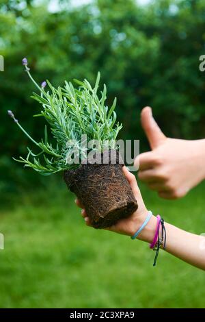 Enfant fille tenant une plantule de lavande prête à être plantée dans le sol. Un petit jardinier attend avec impatience de planter une fleur. Lavandula Banque D'Images