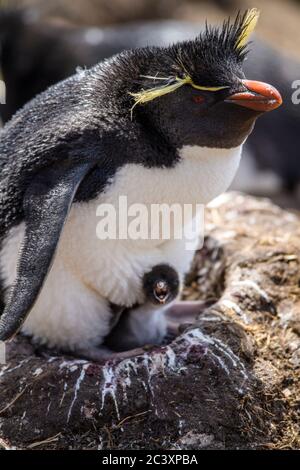 Manchot de la rocheuse du sud (Eudiptes chrysocome) adulte dans une colonie reproductrice, cap Bougainville, East Falkland, îles Falkland Banque D'Images