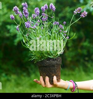 Enfant fille tenant une plantule de lavande prête à être plantée dans le sol. Un petit jardinier attend avec impatience de planter une fleur. Lavandula Banque D'Images