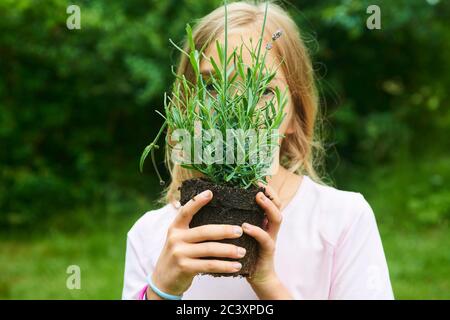 Enfant fille tenant une plantule de lavande prête à être plantée dans le sol. Un petit jardinier attend avec impatience de planter une fleur. Lavandula Banque D'Images