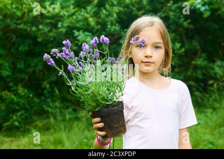 Enfant fille tenant une plantule de lavande prête à être plantée dans le sol. Un petit jardinier attend avec impatience de planter une fleur. Lavandula Banque D'Images