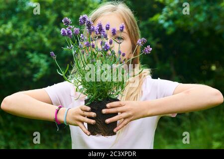 Enfant fille tenant une plantule de lavande prête à être plantée dans le sol. Un petit jardinier attend avec impatience de planter une fleur. Lavandula Banque D'Images