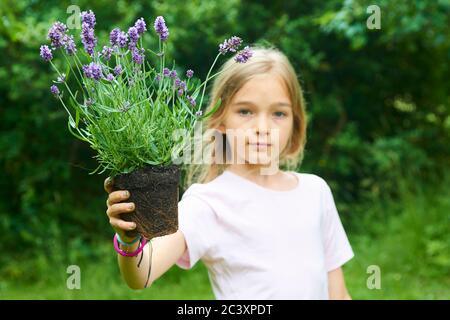 Enfant fille tenant une plantule de lavande prête à être plantée dans le sol. Un petit jardinier attend avec impatience de planter une fleur. Lavandula Banque D'Images