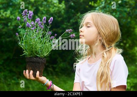 Enfant fille tenant une plantule de lavande prête à être plantée dans le sol. Un petit jardinier attend avec impatience de planter une fleur. Lavandula Banque D'Images