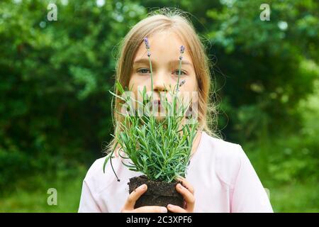 Enfant fille tenant une plantule de lavande prête à être plantée dans le sol. Un petit jardinier attend avec impatience de planter une fleur. Lavandula Banque D'Images