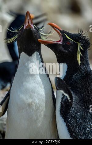 Manchot de la rockhopper méridionale (Eudyptes chrysocome), adulte qui votant, cap Bougainville, Falkland oriental, îles Falkland Banque D'Images