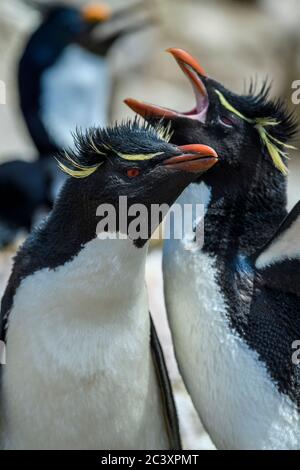 Manchot de la rockhopper méridionale (Eudyptes chrysocome), adulte qui votant, cap Bougainville, Falkland oriental, îles Falkland Banque D'Images