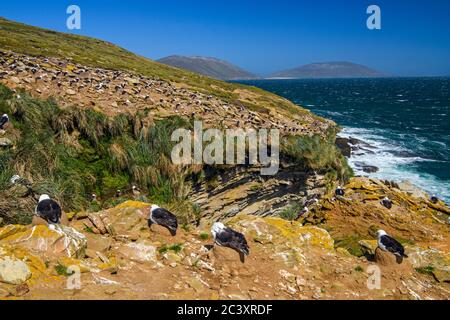 Albatros à sourcils noirs (Thalassarche melanophris), île de Saunders, Falkland occidental, îles Falkland Banque D'Images