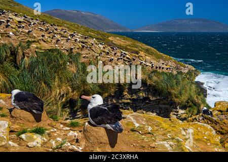 Albatros à sourcils noirs (Thalassarche melanophris) oiseaux sur les nids le long de la falaise, île de Saunders, West Falkland, îles Falkland Banque D'Images