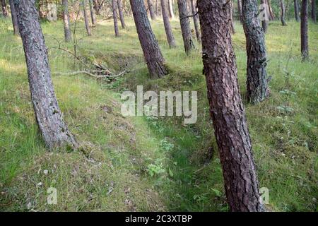 Ancienne position défensive allemande nazie construite en 1945 à Piaski sur Vistule Spit, Pologne. 12 juin 2020 © Wojciech Strozyk / Alamy stock photo Banque D'Images