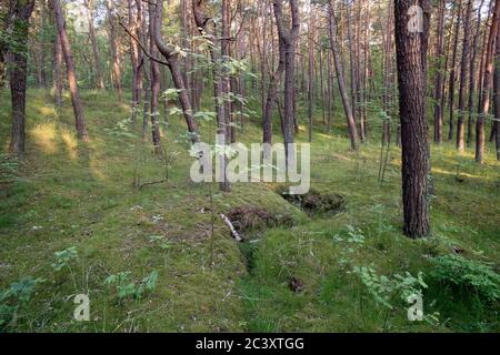 Ancienne position défensive allemande nazie construite en 1945 à Piaski sur Vistule Spit, Pologne. 12 juin 2020 © Wojciech Strozyk / Alamy stock photo Banque D'Images