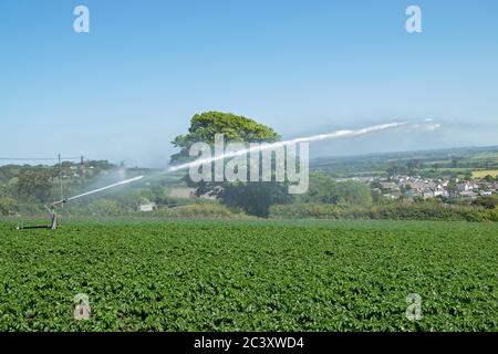 Pulvérisation d'irrigation dans un champ de cornouailles Banque D'Images