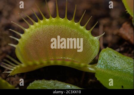 Un gros plan de la mouche-mouche de Vénus (Dionaea musicipula), plante carnivore Banque D'Images