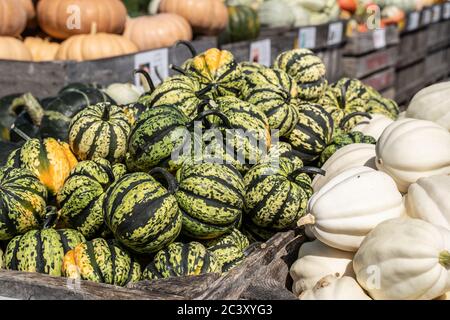 Variété de courges exposées au marché agricole, comté de Lancaster, Pennsylvanie Banque D'Images