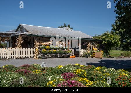 Lancaster County, Pennsylvanie - 3 septembre 2019 : marmoaux, citrouilles et maïs d'automne en vente sur le marché agricole local Banque D'Images