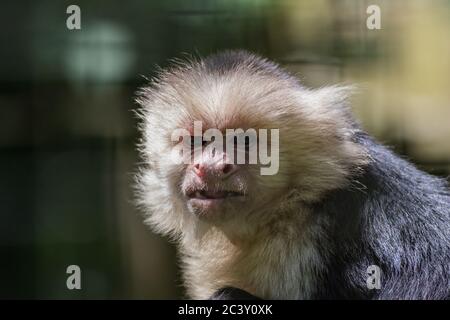 Capuchin Monkey (Cebus imitator) gros plan museau de scrunching faisant drôle visage copie espace Banque D'Images