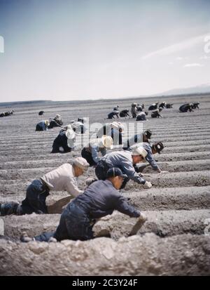 Group of Men Farming, camp japonais-américain, évacuation d'urgence de guerre, Tule Lake Relocation Center, Newell, Californie, États-Unis, Office of War information, 1942 Banque D'Images