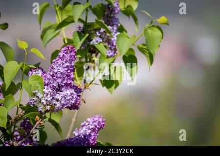 Syringa vulgaris (lilas ou lilas commun) dans le jardin Banque D'Images