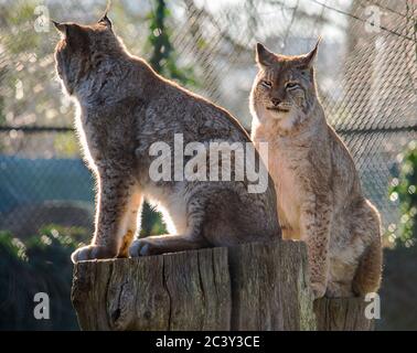 Chat Lynx Avec Des Oreilles Pointues Sur Le Vagabondage Photo Stock Alamy