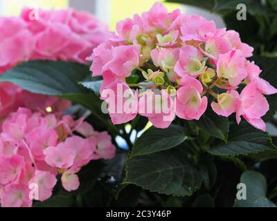 Fleurs d'hortensia roses dans un jardinière extérieure avec balustrade blanche à l'arrière-plan Banque D'Images